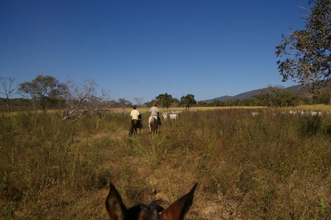 朝食を食べコーヒーを飲んだ後簡単な馬の操作を教えてもらい、牧場へ牛を追いに出発！！