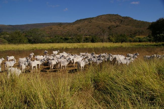 牛の群れを発見。聞けばこの牛を牧草が生えているほかのセクターへ移動するという
