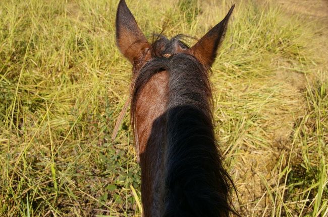 とても頭のいい僕が乗った馬