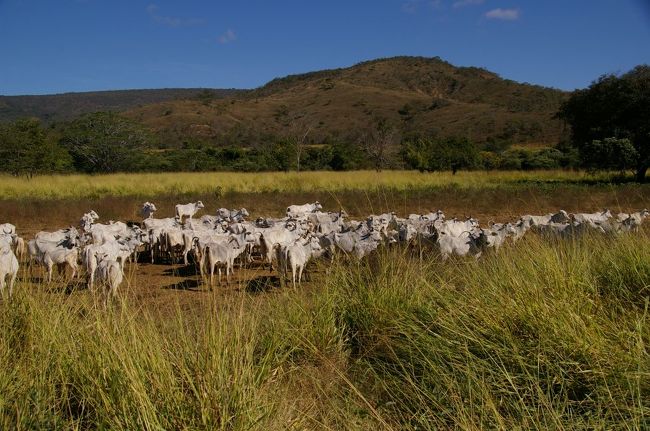 一緒に回ってくれたカウボーイの一人は一頭牛を見て”美味しいそう！！”と叫んでいました。美味しそうって。。。