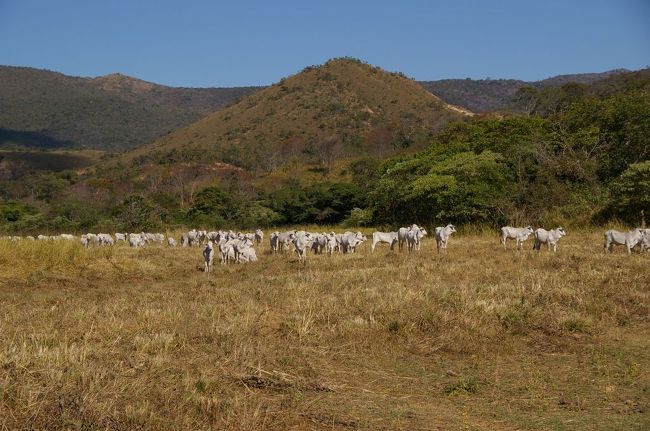 牧場を回ってから早１時間半が経過。僕の体は結構限界に来ています