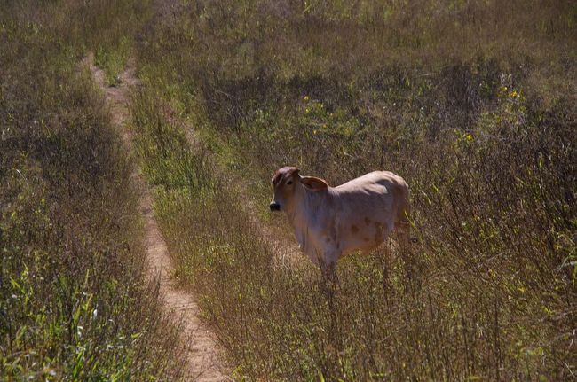 迷い牛。群れに戻します