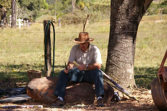 喉が渇いたが、水筒に中に入っていた水が全部飲んでしまったため、途中生えていたサトウキビを取ってその場でかじる