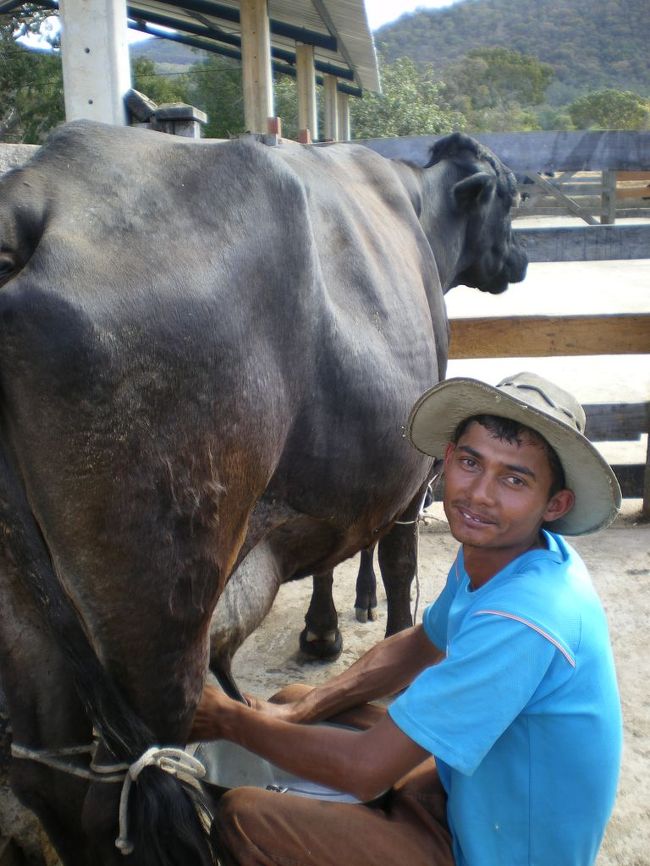 やっとたどり着いた牧場。数人のワーカーが乳を搾っていた