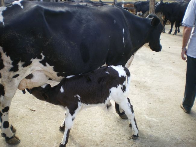 僕も乳絞りをトライしようと思い近くによると、子牛に先取りされてしまった。