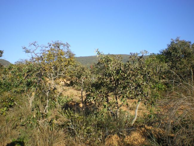 どんどん山に入っていくと、両側に岩らしきものが見える