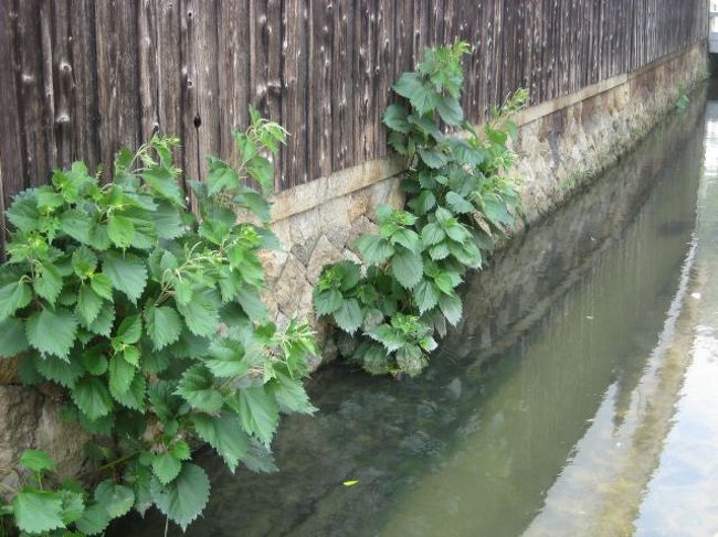 魚も泳いでいます。