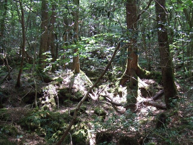 樹海は溶岩の上に木が生えた<br />原生林です。<br />コケが水を蓄える役目をし、<br />土がないそうです。