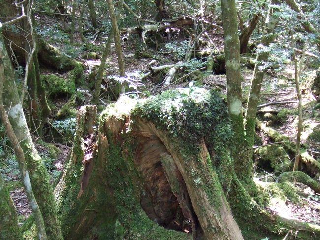 木が倒れた後の根っこに生えた<br />コケ。<br />とても美しいです。<br /><br />今、コケ玉ブームで、<br />勝手に削ぎとってもって帰ってしまう<br />人がいるそうです。