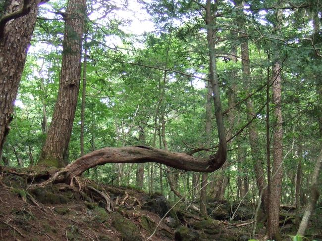 何らかの原因で、横に生えざるを得なくなり、<br />最終的にまた真っ直ぐ伸びた木。<br />たくましいです。