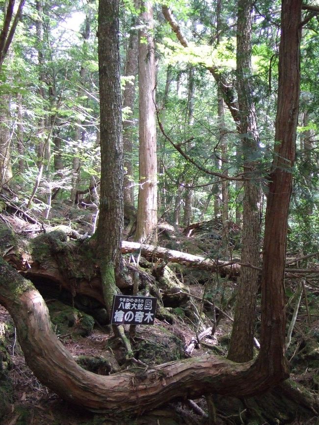 時間があるので富岳風穴まで樹海を<br />散策することにしました。<br /><br />コウモリ穴から約1時間歩きました。