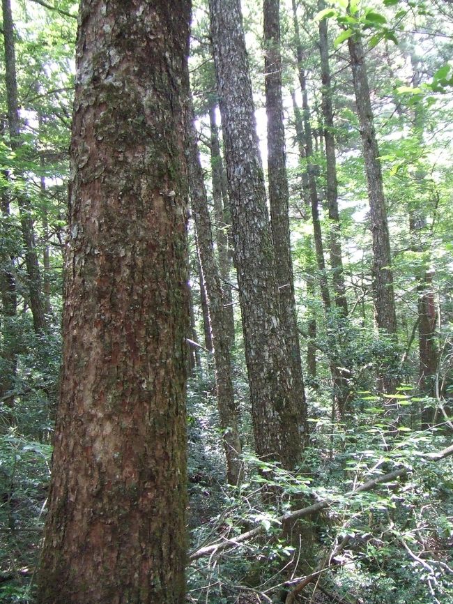 ガイドさんから<br />手前の木の皮が一部はげていますが、<br />ムササビなどが飛んで移動して着地する時に、<br />1回木に降りて外敵がいないか確認してから<br />地上に降りる為のランディングツリーと<br />教わりました。<br /><br />