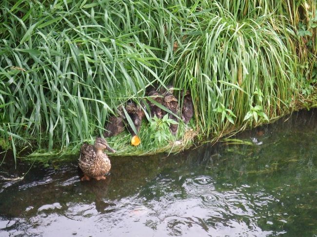 鴨の巣発見。<br />