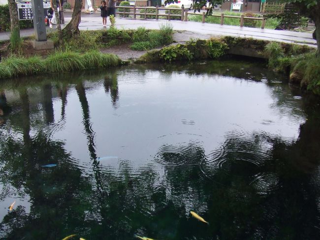 湧池。<br /><br />ここが忍野八海めぐりで<br />一番メインになります。<br />上手く撮れなかったのが残念。<br /><br />魚が泳いでいます。