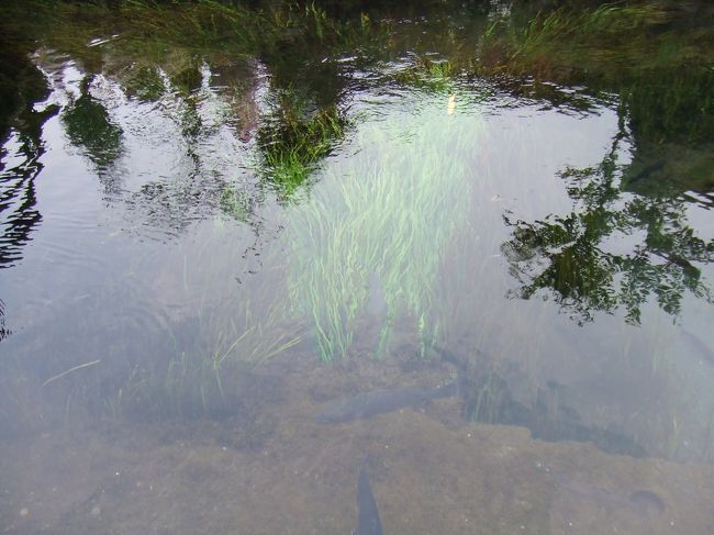 忍野八海ではない中池。<br /><br />水が澄んでいて綺麗でした