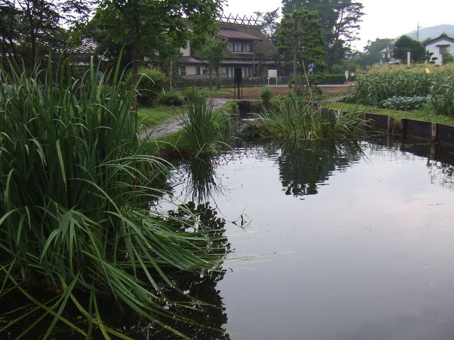 菖蒲池。<br /><br />底抜池は発見できず、<br />出口池はちょっと離れており、<br />時間の都合上いけず、<br />八海のうち、<br />６つの池にとどまりました。<br />