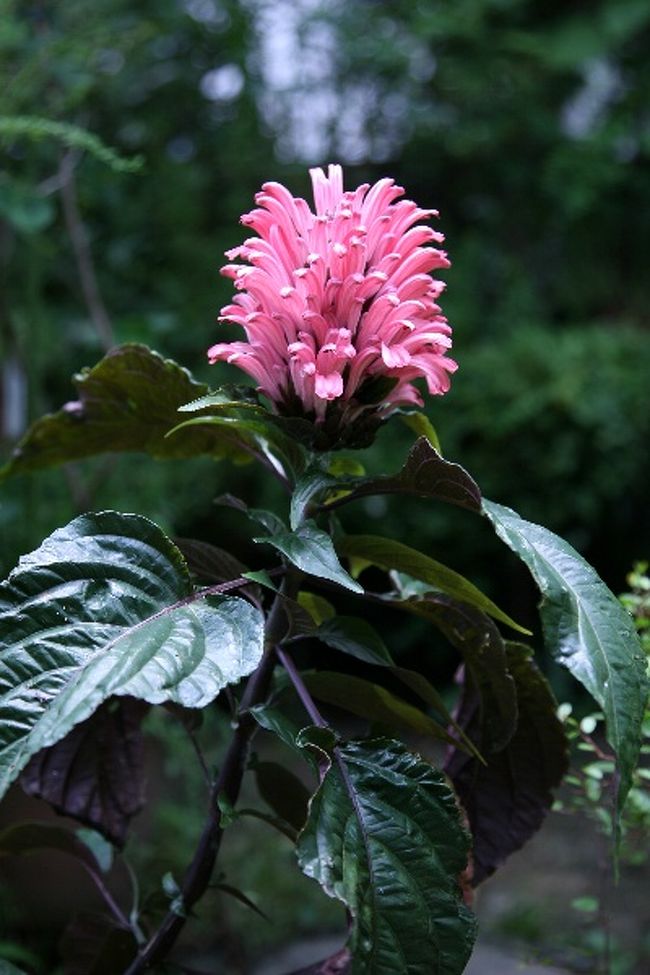 庭の片隅で 0807 夏咲く草花 花木類 尾張旭 日進 愛知県 の旅行記 ブログ By シベックさん フォートラベル