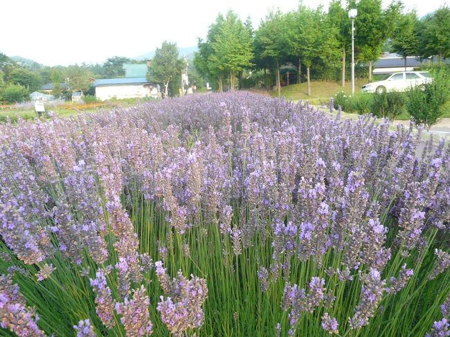 みはらしファームのラベンダー