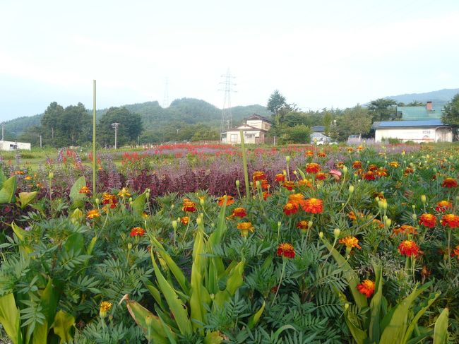 みはらしファームのお花畑です。