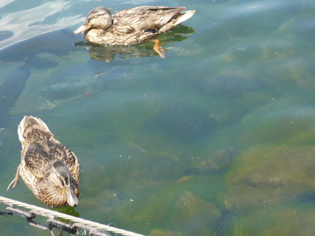 桟橋のそばでは、カルガモが気持ちよさそうに<br />泳いでいました。<br />羨ましい・・・。