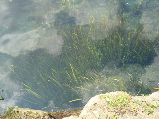 水中には、藻が生い茂っています。<br />有名な「バイカモ」でしょうか。