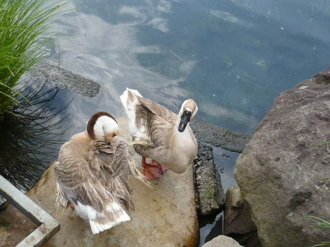 ここにも、カルガモ。<br />よく育っていますね。