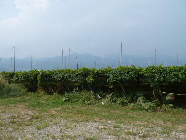 これは２日目。<br />甲州勝沼のブドウ園です。<br />ぶどう狩りは、デラウェア。<br />木から刈り取って食べるので、<br />さすが新鮮。<br />３０分食べ放題といわれても、そうそう<br />食べられるものではありません。<br />