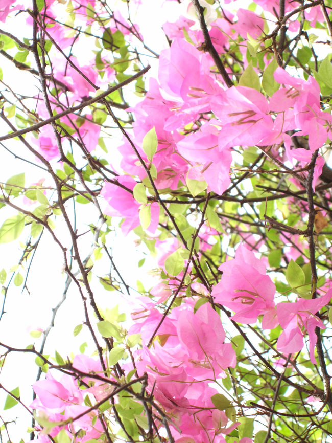 花がたくさんあるところでした。