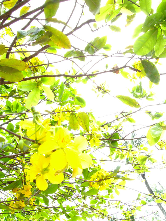 天気のいい日でした。<br /><br />けど、歩いていてそんなに汗ばむこともなく。<br />