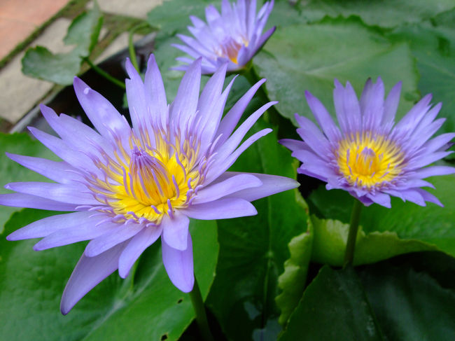 その公園に咲いていた花。