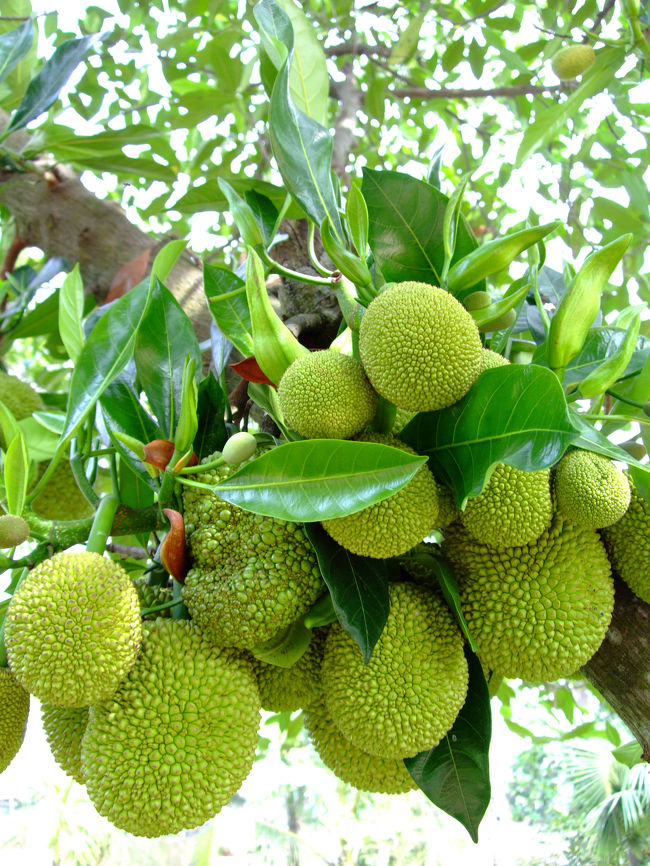 これはなんてゆう植物だ？<br />おもろい。