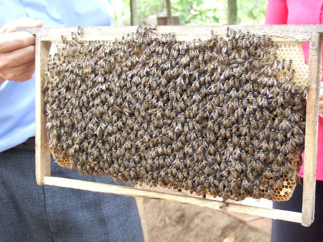 中州では、こんなミツバチを見せられた後に…、