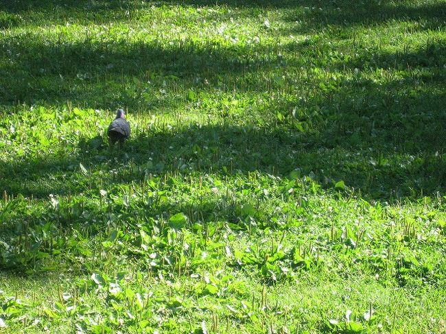 はと。ぽぽぽ。<br />近寄ってもちょっとびびる位。<br />こんなとこで育ったら、はとをいじめる人なんていないんだろな。