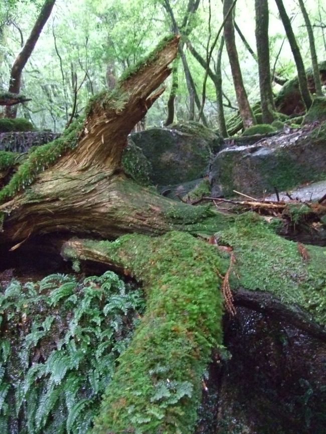 ちょっともののけ姫っぽい場所。<br /><br />前日の雨で、苔が潤いを取り戻していて<br />キレイだった。<br /><br />