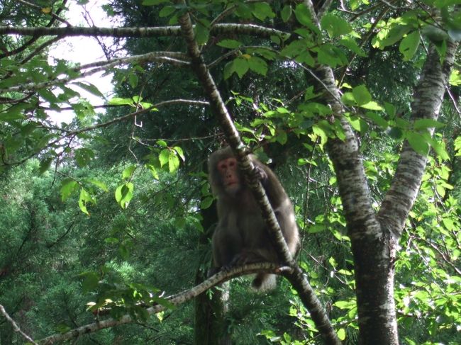 ヤクザル！<br />ちょっと小さめ