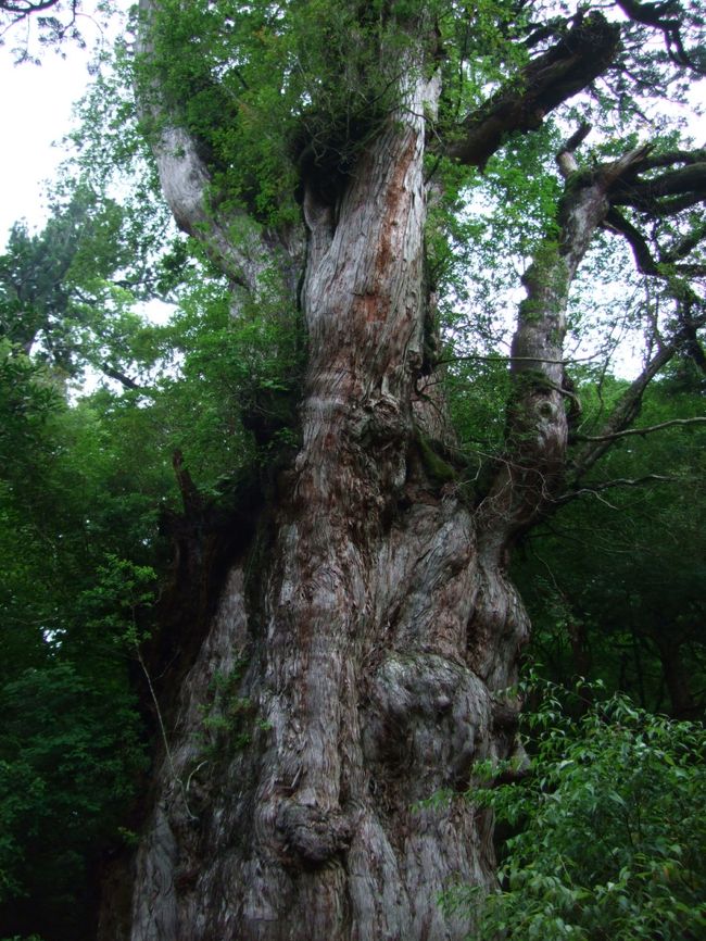 念願の縄文杉〜