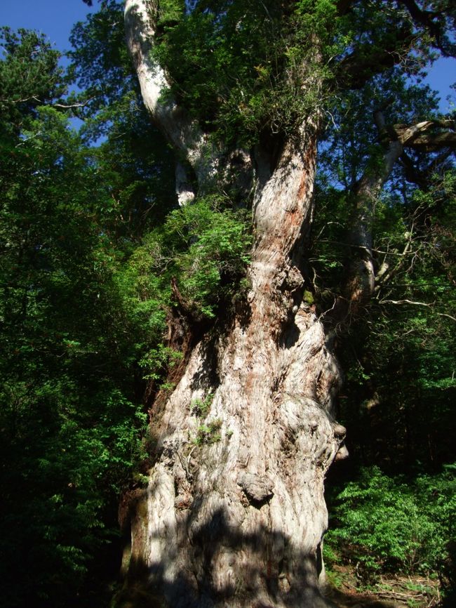 朝の縄文杉。<br />色がくっきりしてて好き