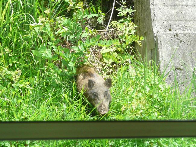 ロープウェー乗り場から駒ヶ根バス停戻る途中に山から猪が出て来たところをバスの運転手が気付いて止まってくれて撮影しました。