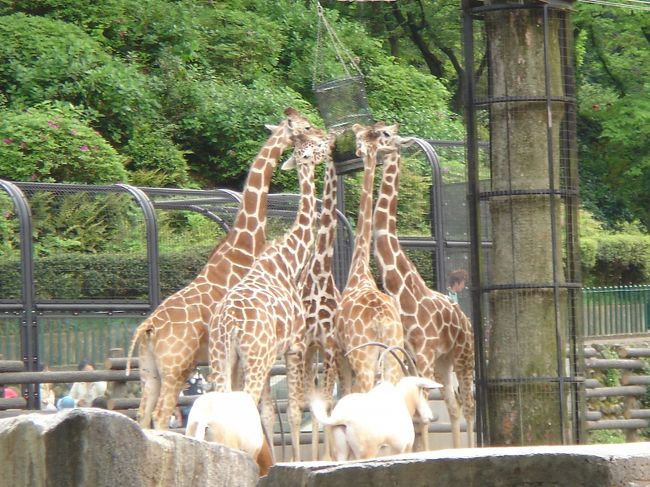 キリンのエサ時間に遭遇♪<br />えっへっへ。面白くない？この映像（笑）