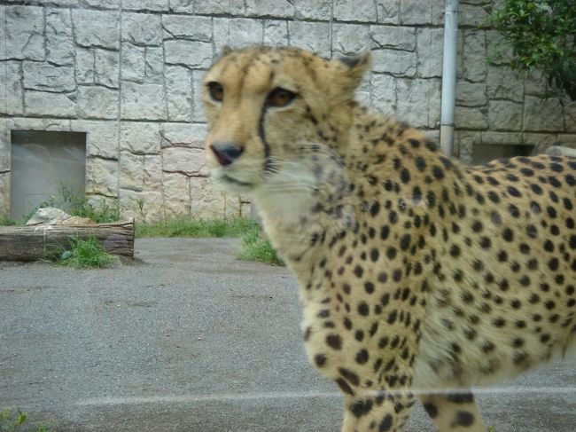 この子、ず〜っと歩き回っててやっと撮れた１枚。<br />メッチャかっこいいよね。<br />ヒョウの仲間かなんかだっけかな？