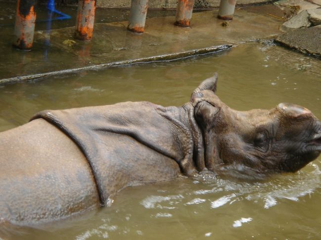 かばさん♪<br />ちょっと臭った（＞＜）<br />でも、大きくて迫力あったな〜。