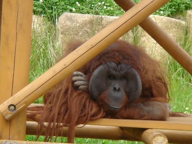 オラウータン（＾＾）<br />最高齢のおばぁちゃんなんだって！