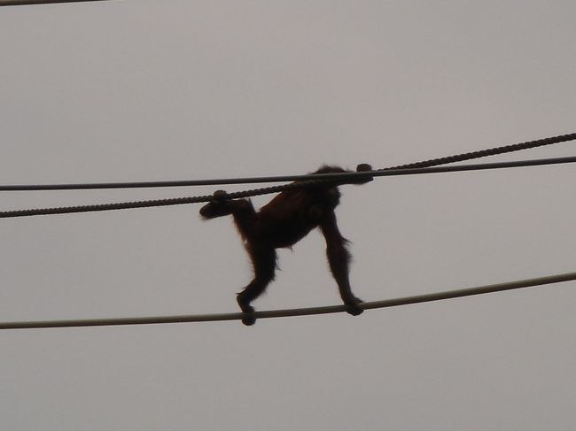 旭山動物園と一緒で綱渡りできるんだよ。<br />よく落ちないな〜って関心関心。