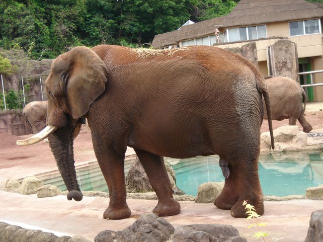 動物園に来たらやっぱり象さん♪<br />カワユス（☆□☆）