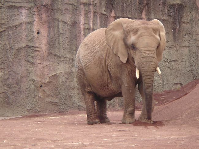 砂あびしてました〜！<br />気持ちいいらしいよ。