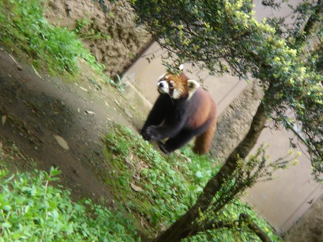 そして人気物のレッサーパンダ。<br />前を向いてくれないからこんな角度。。<br />でも、超〜可愛い！