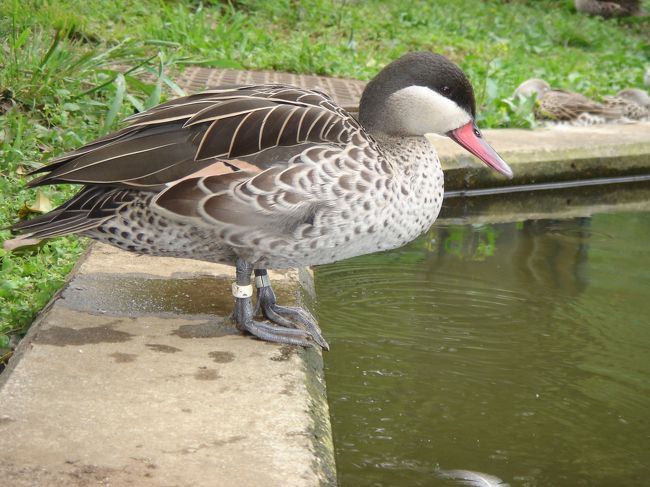 動物っていうか鳥なんだけどｗ<br />ボーッとしてる様子だったからすっごい近くまで行って撮った。<br />全然気付いてない感じだったけどｗ