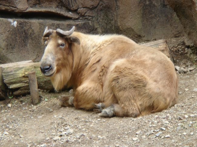 撮ったはいいが、なんて動物だかわからないやつ発見。<br />ごめんよ〜（≧o≦）