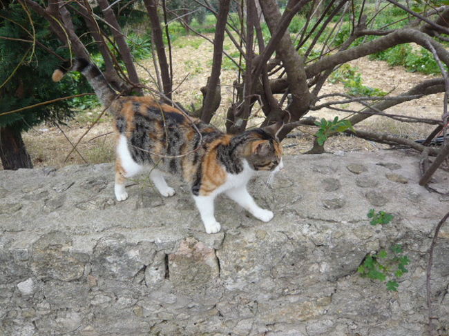 ←◆『ジュガンディーヤ神殿へ♪』<br /><br />そばにこのニャンコがいましたよー