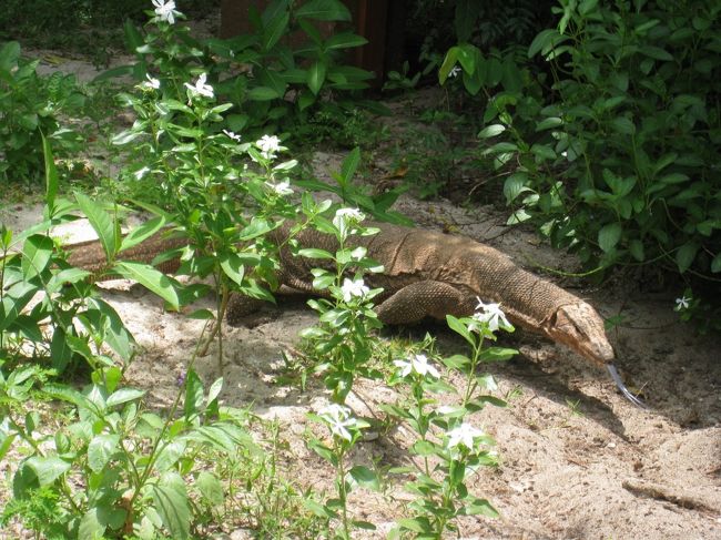 オオトカゲ。ロッジの側にいました。臆病みたいですぐ逃げちゃいます。